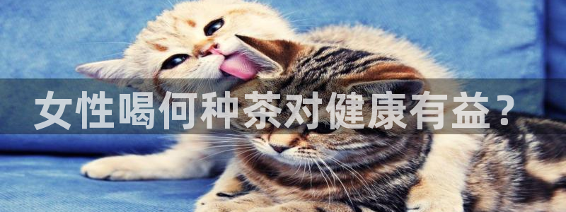 摩登7招商排名