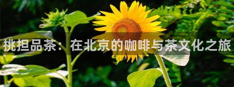 摩登7直属招商