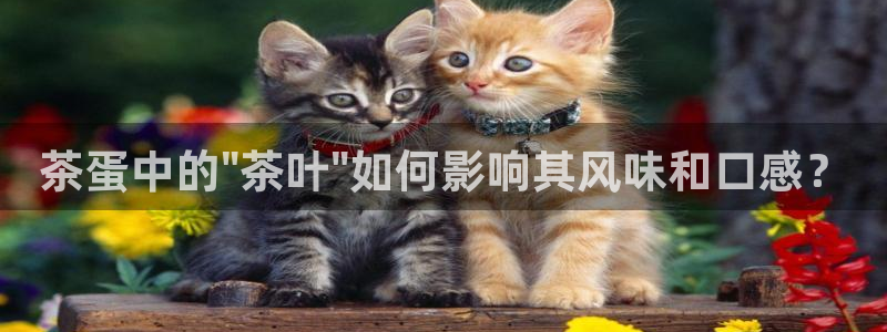 摩登7招商讨333OO