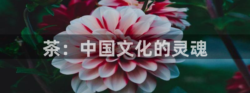 摩登7登录契333OO